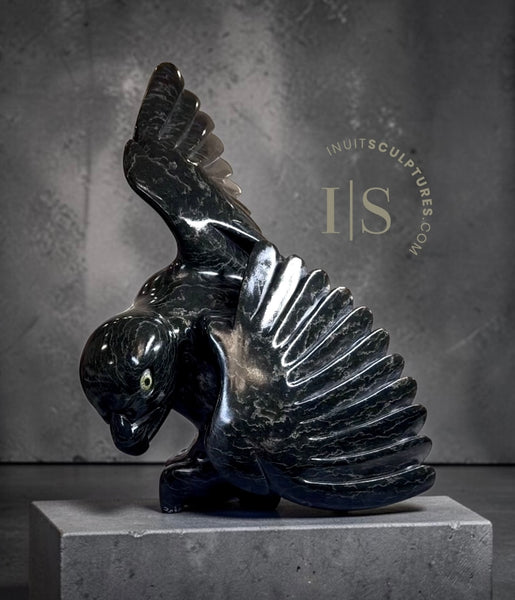 CURATOR'S CHOICE 17” SIGNATURE Hawk by Toonoo Sharky *Your Majesty*