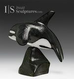 6” Orca by Johnnysa Mathewsie *Clearing The Bar*