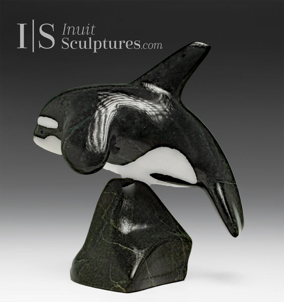 6” Orca by Johnnysa Mathewsie *Clearing The Bar*
