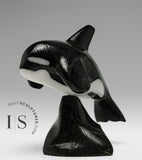 6” Orca by Johnnysa Mathewsie *Clearing The Bar*
